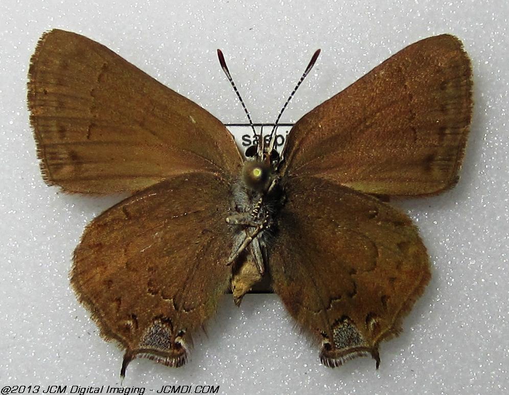 Unidentified Hairstreak